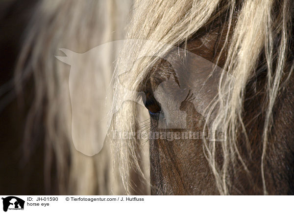 Pferdeauge / horse eye / JH-01590