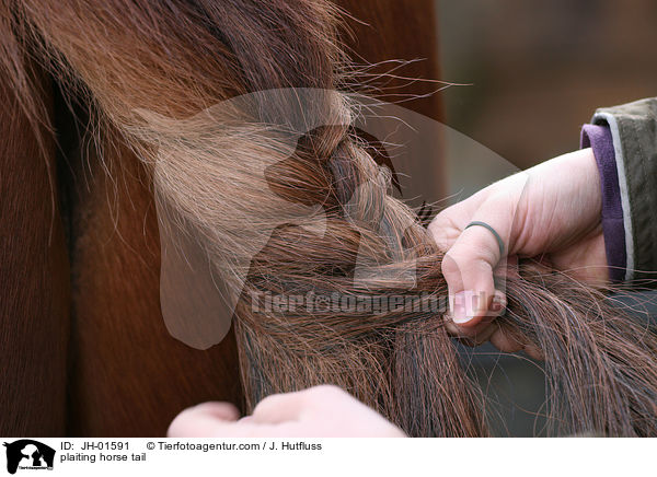 frisieren des Schweifes / plaiting horse tail / JH-01591