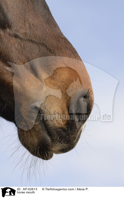 horse mouth / AP-02613