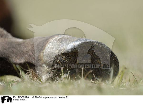 Pferdehuf / horse hoof / AP-02870