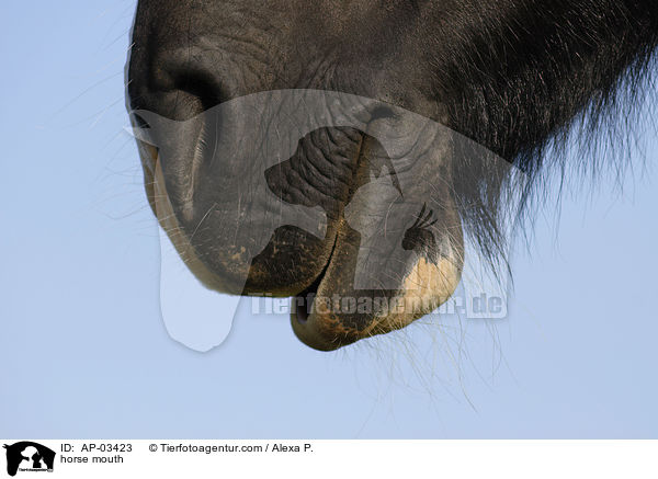 horse mouth / AP-03423