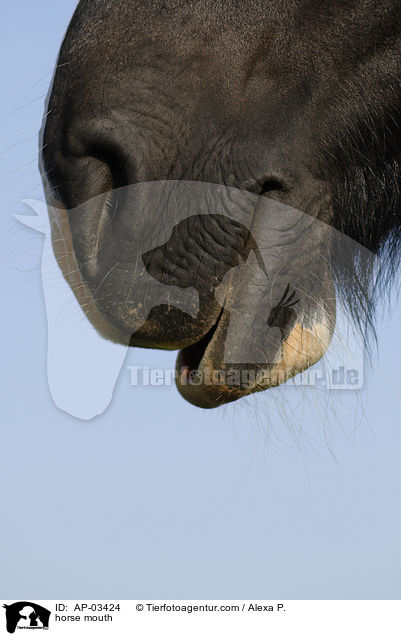 horse mouth / AP-03424