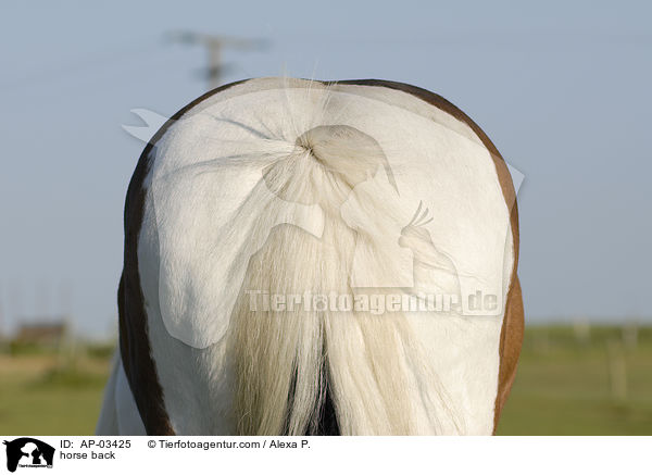 Pferdehintern / horse back / AP-03425