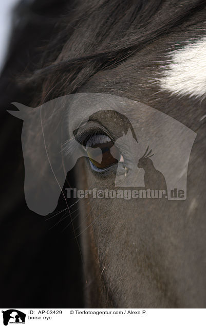 horse eye / AP-03429