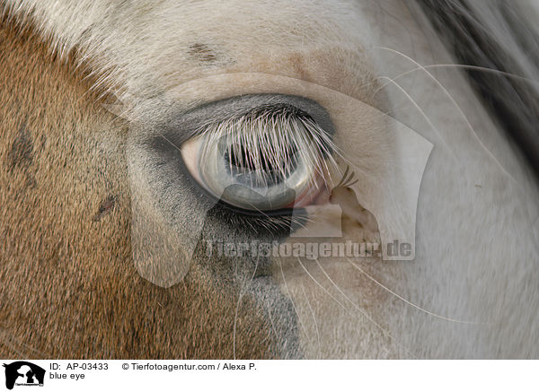 blaues Pferdeauge / blue eye / AP-03433