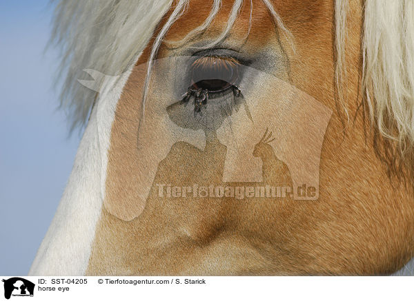 Pferdeauge / horse eye / SST-04205
