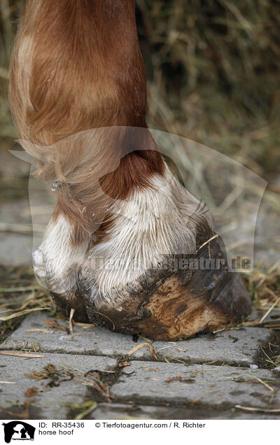 Pferdehuf / horse hoof / RR-35436