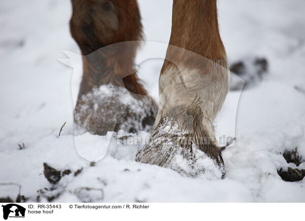 Pferdehuf / horse hoof / RR-35443