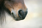 horsemouth