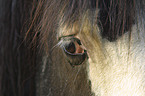 horse eye