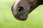 horsemouth