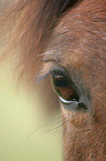 horse eye