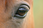 horse eye