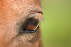 horse eye