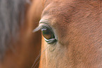 horse eye