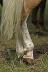 horse hind legs