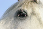 horse eye