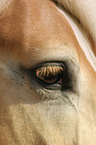 horseeye