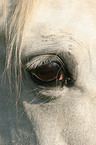 horse eye