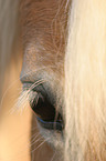 Haflinger horse eye