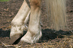 hind legs of horse