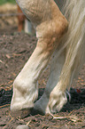 hind legs of horse