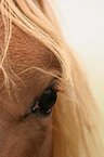 horseeye