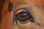 horse eye