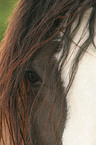 Shire Horse eye