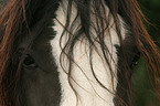 Shire Horse eyes