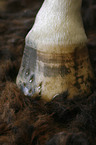 horse hoof