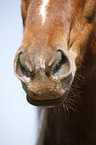 horse mouth