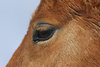 horseeye