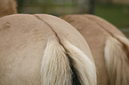 dorsal stripe Fjord Horse