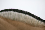 Fjord Horse close-cropped mane