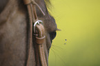 horse eye