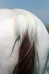 horse backside
