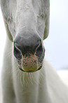 horse mouth