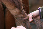 plaiting horse tail