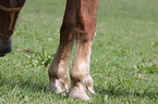 horse legs