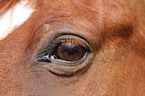 horse eye