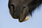 horse mouth