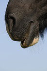 horse mouth