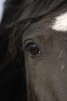 horse eye