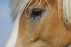 horse eye