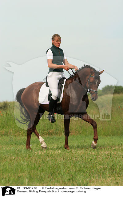 Reitponyhengst im Dressurtraining / Pony stallion in  dressage training / SS-03970