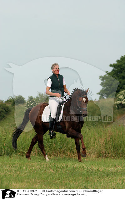 German Riding Pony stallion in dressage training / SS-03971