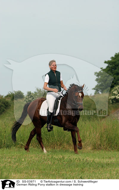 Reitponyhengst im Dressurtraining / Pony stallion in  dressage training / SS-03971