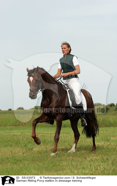 Reitponyhengst im Dressurtraining / Pony stallion in  dressage training / SS-03972
