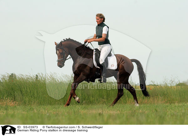 Reitponyhengst im Dressurtraining / Pony stallion in  dressage training / SS-03973